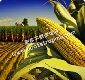 安全稳定，官方认证 - 旺财28yunnuo